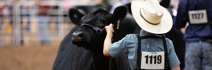 Young boy exhibiting an Angus heifer.