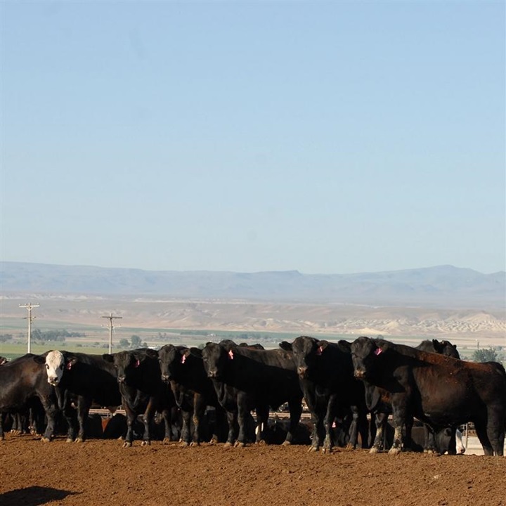 Feeder calves in a lot standing on top of a hill.