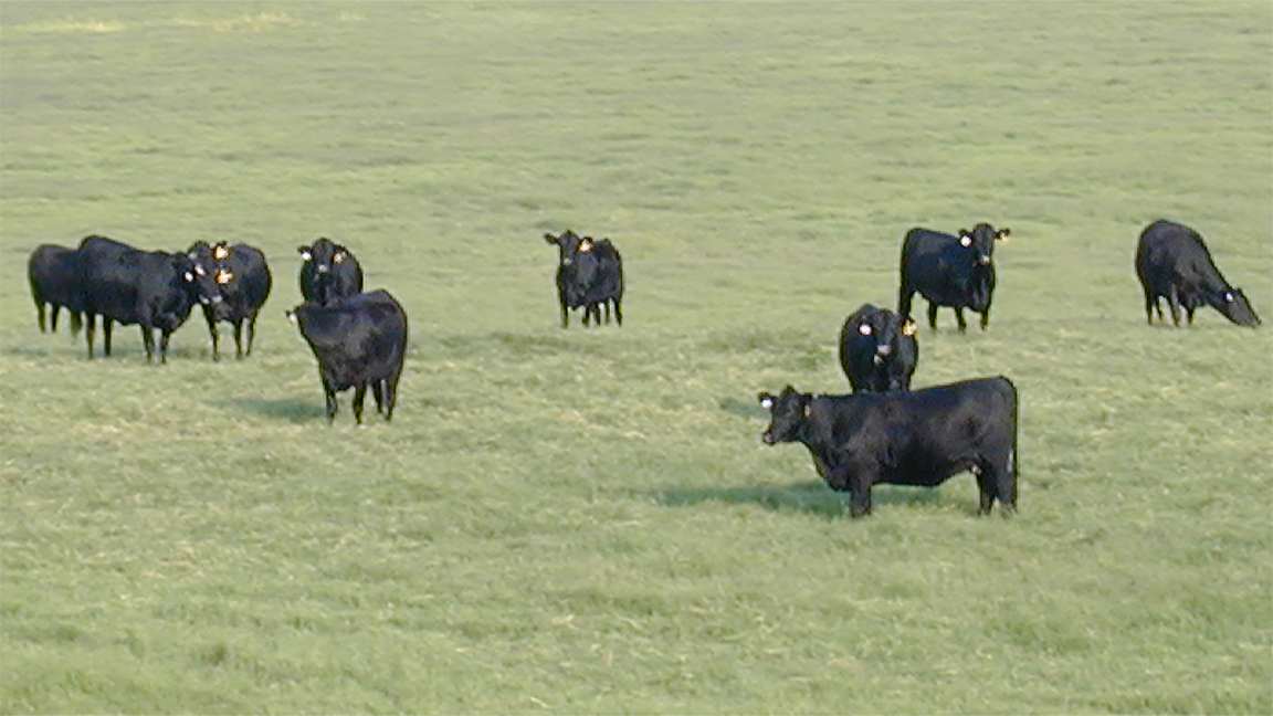 cows in field