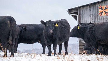 cows in snow