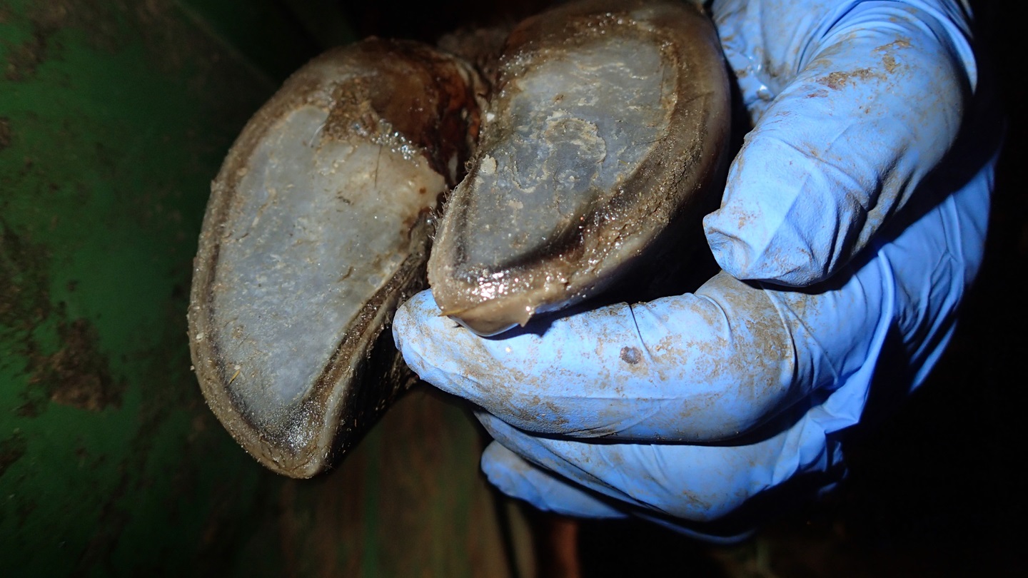 White Line toe-tip necrosis