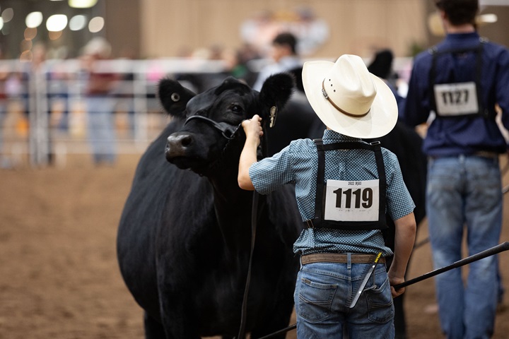 Young boy exhibiting an Angus heifer.