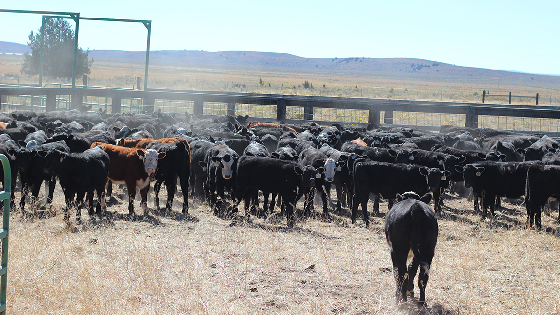 feedyard