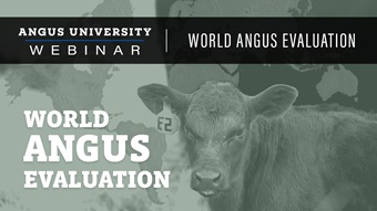 World Angus Evaluation webinar thumbnail