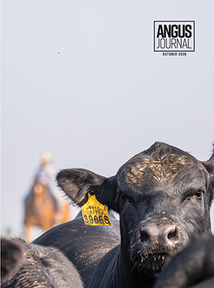 October 2026 Angus Journal