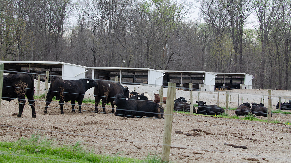 bulls in a pen