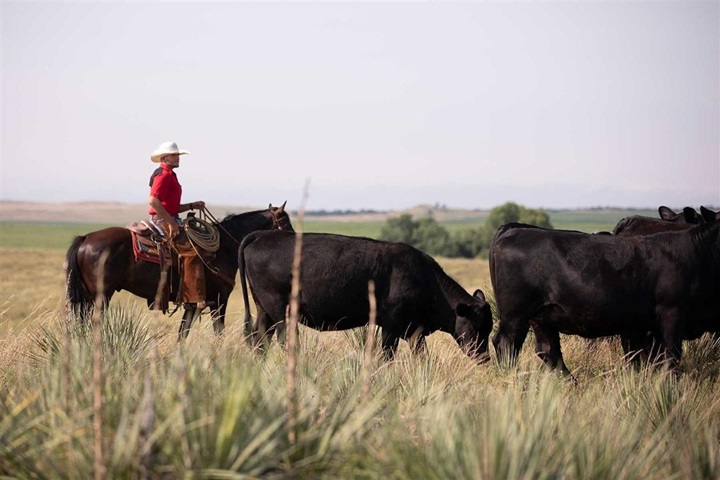 A young man on horseback walking a group of Angus cows forward in a pasture.