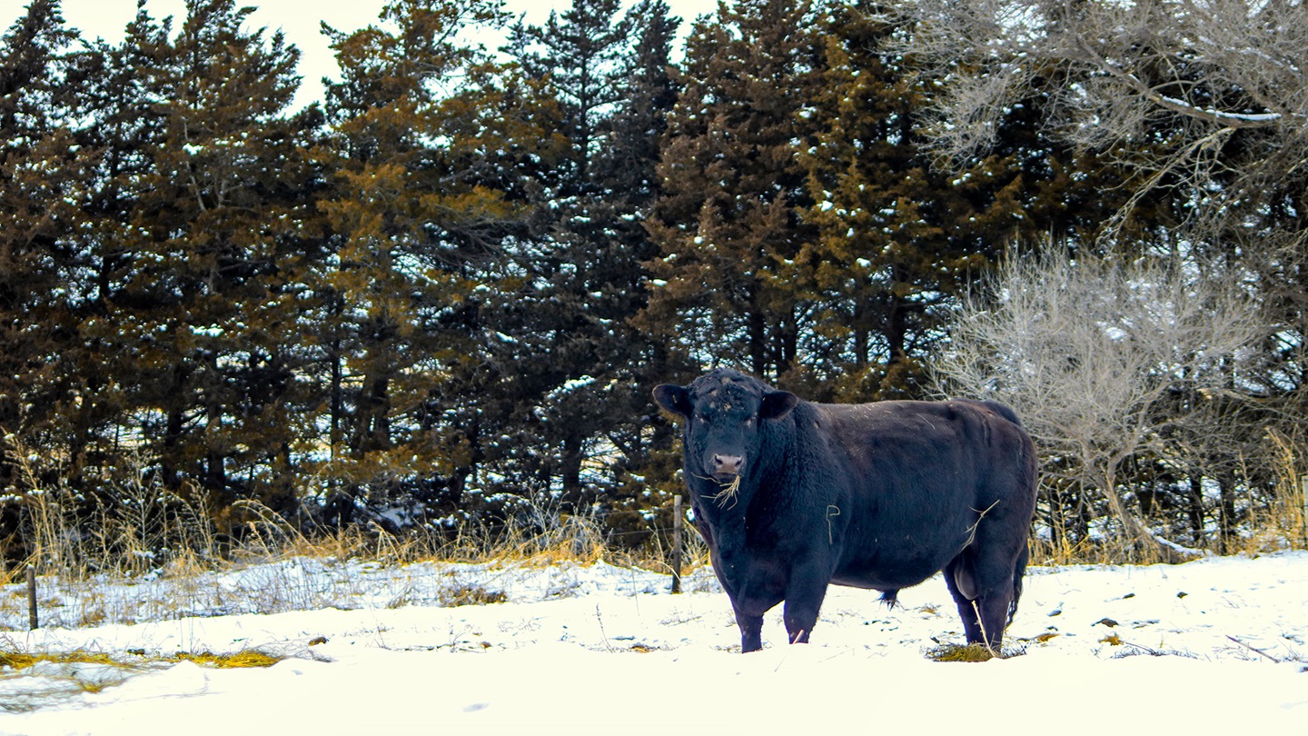 winter bulls