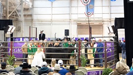 A full sale arena of potential bidders and Foundation supporters gather at the 2026 Angus Foundation Heifer package.