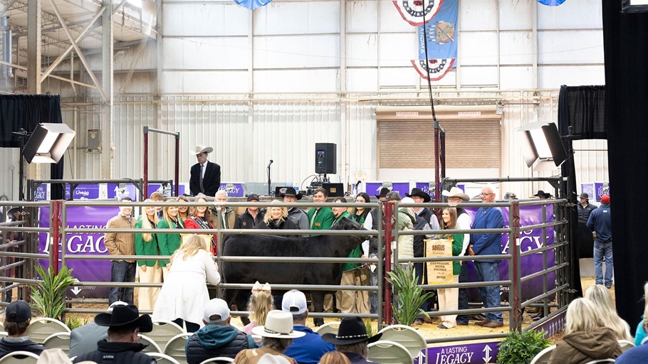 A full sale arena of potential bidders and Foundation supporters gather at the 2026 Angus Foundation Heifer package.
