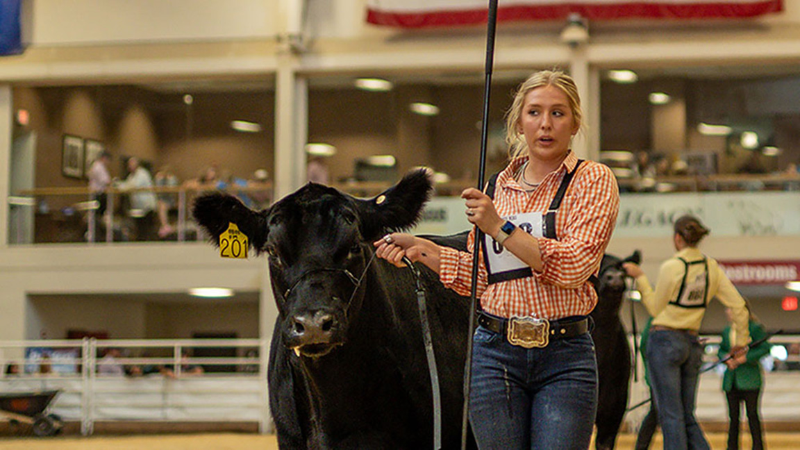 steer in ring