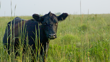 cow in field