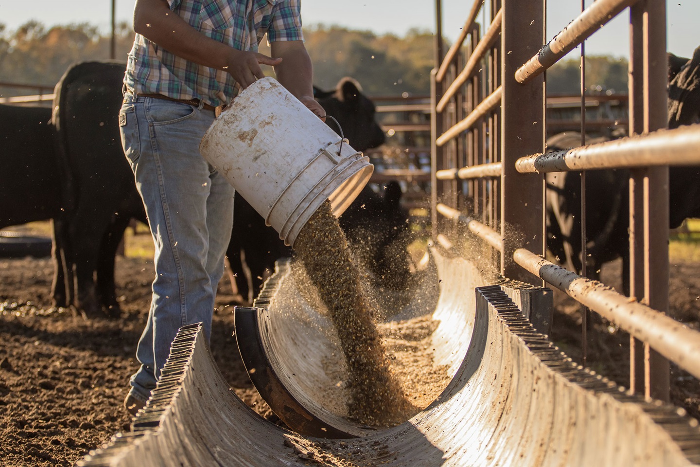 person pouring grain into feed bin