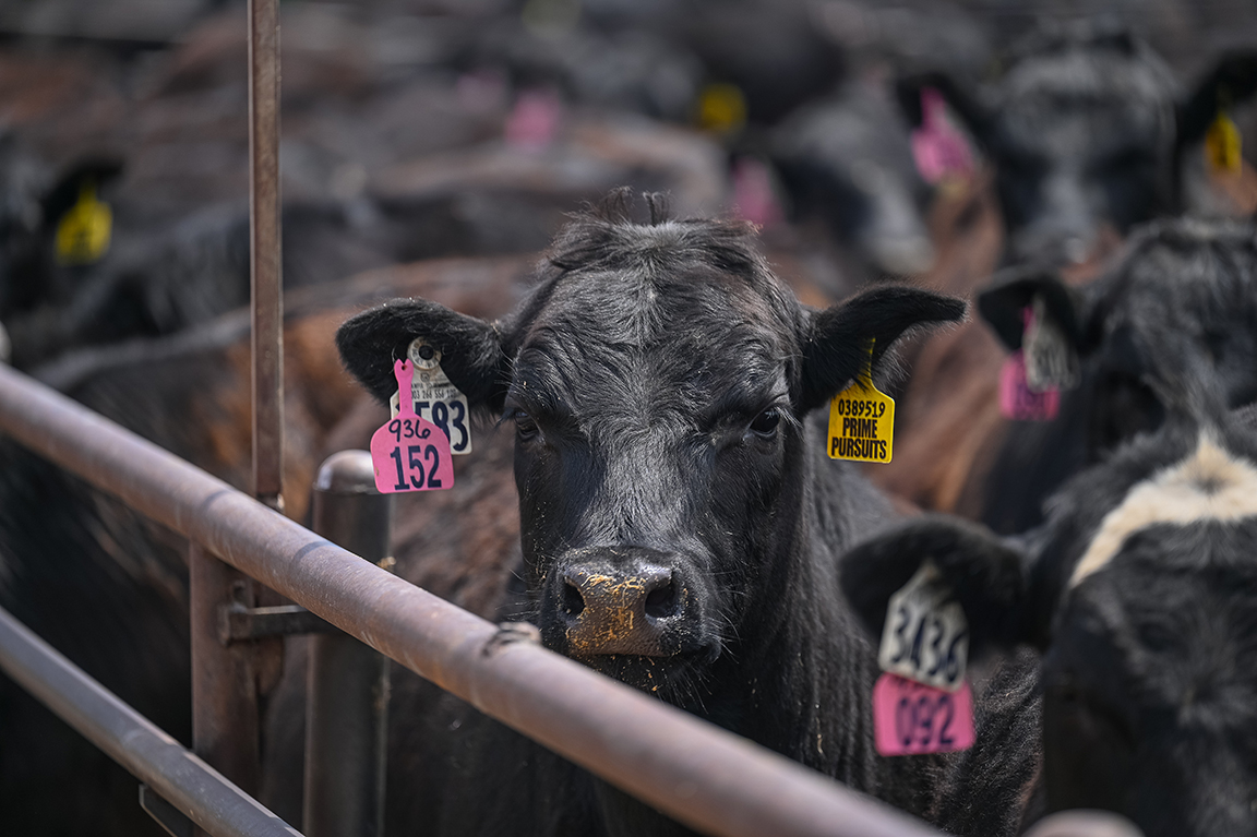 cattle in feed yard