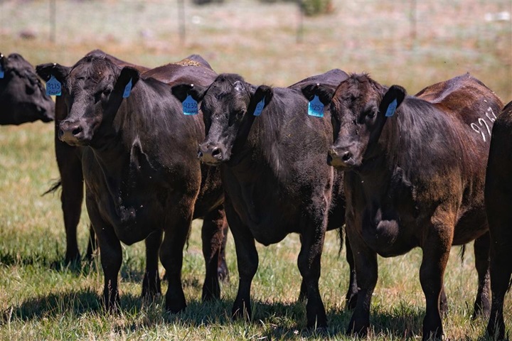 Group of Angus steers standing together.