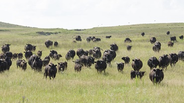 cattle in field