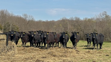 replacement heifers