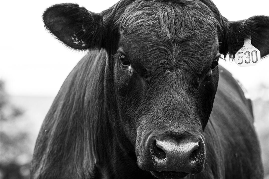 A black and white photo of an Angus herd bull facing the camera head-on.