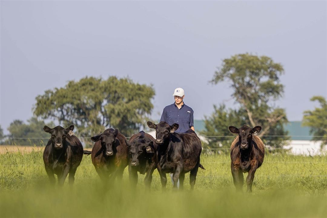 Five Black Angus cattle move toward the camera through tall green grass in a pasture, with a person walking behind the group. Trees and agricultural buildings appear in the distance beneath a bright, clear sky.