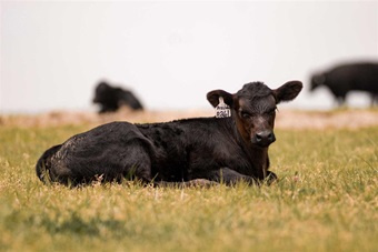 A single Angus calf laying down by itself in a pasture.