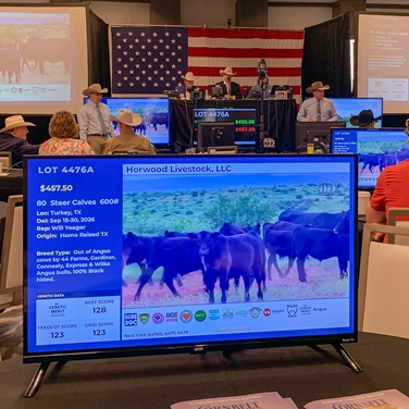 AngusLink-enrolled calves were well-represented in major video sales across the country throughout June and early July.