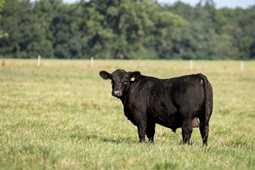 Data must be submitted by Friday, May 16, to be included in the Fall 2025 Sire Evaluation Report 