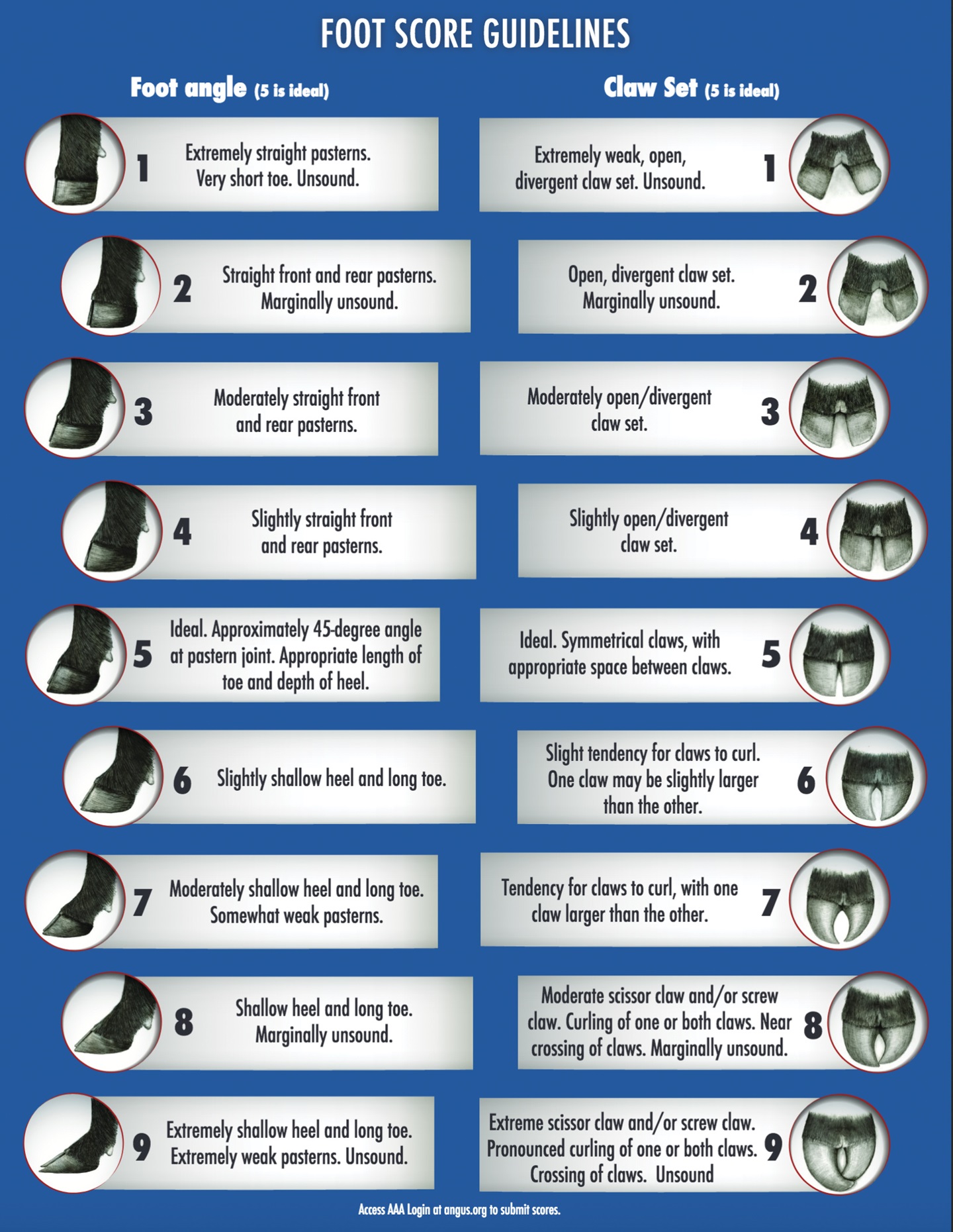 Angus footscore images