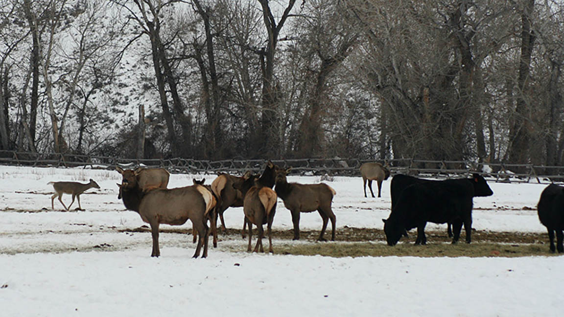 cows and deer in field 