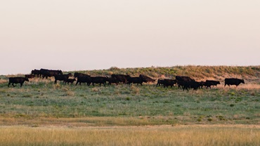 cattle out in pasture 