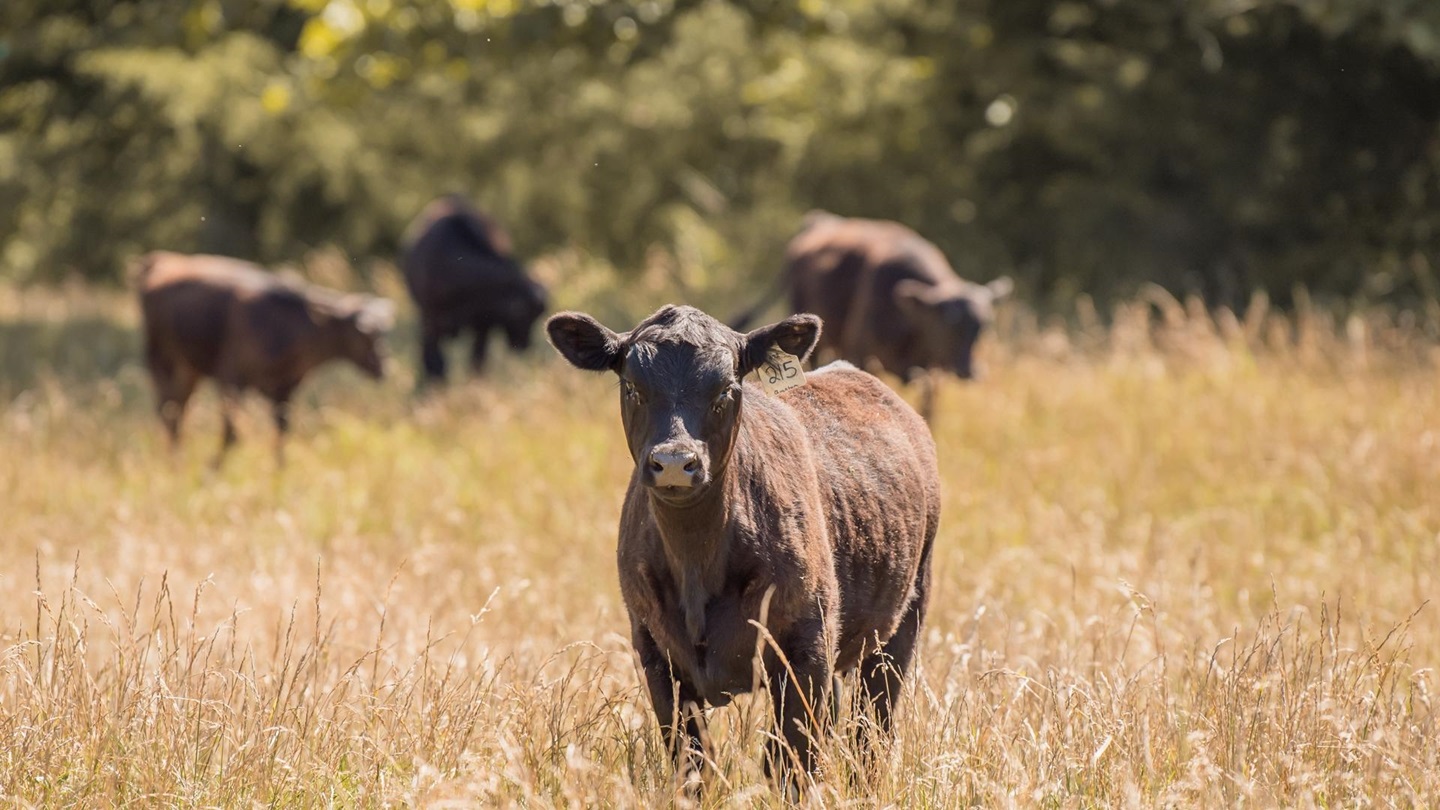 hair shedding calves