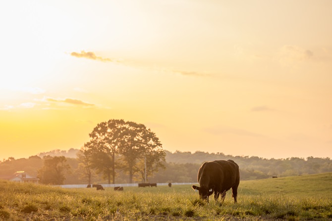 Pasture with sunset