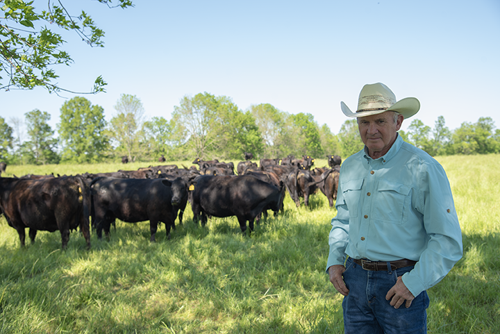 Hope Hull, Ala., cattleman Chuck Madaris lost two young bulls to perilla mint poisoning.