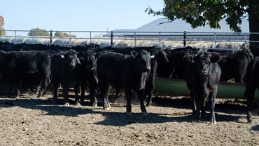 weaned calves