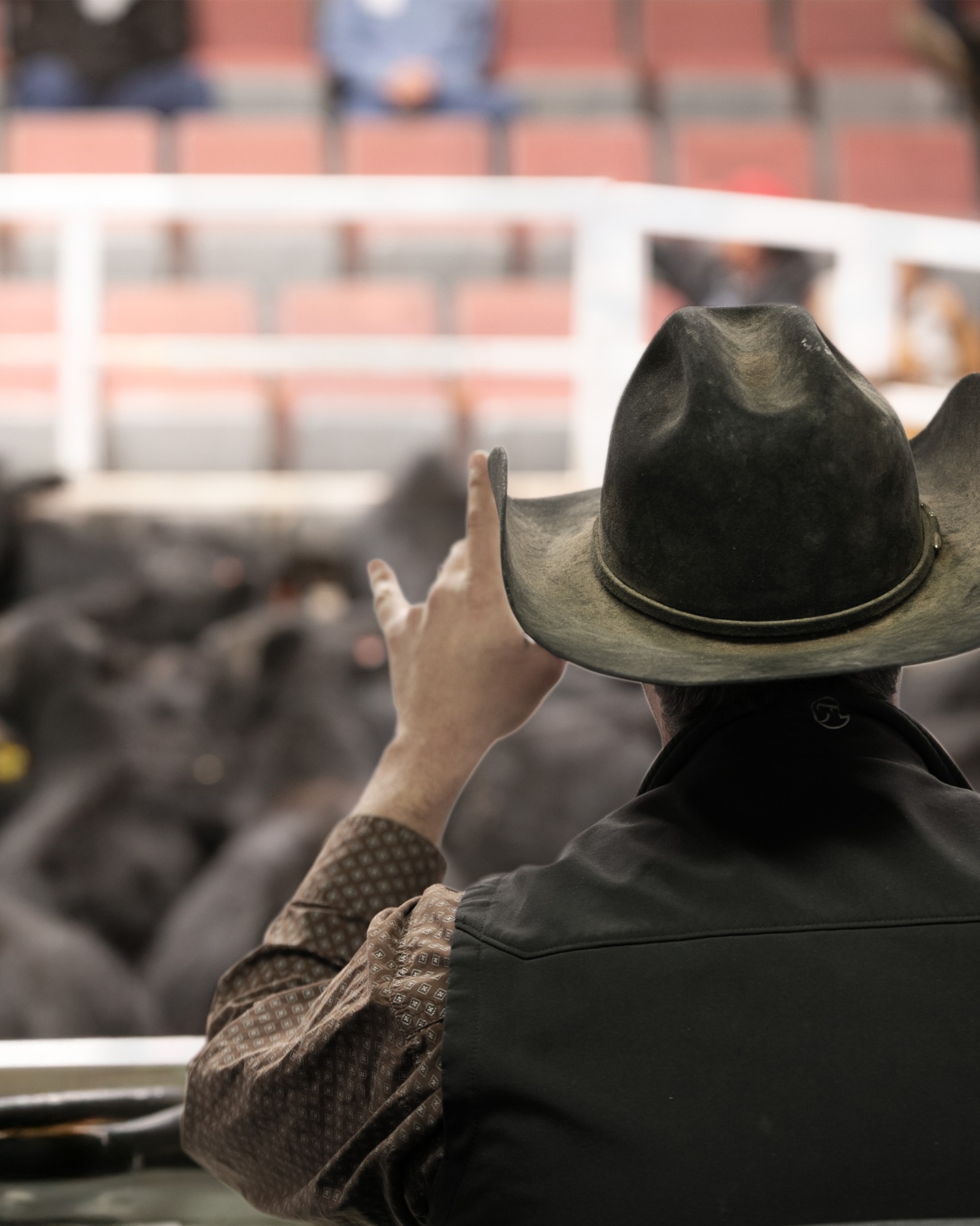An auctioneer at the auction block selling a load of Angus feeder calves at market.