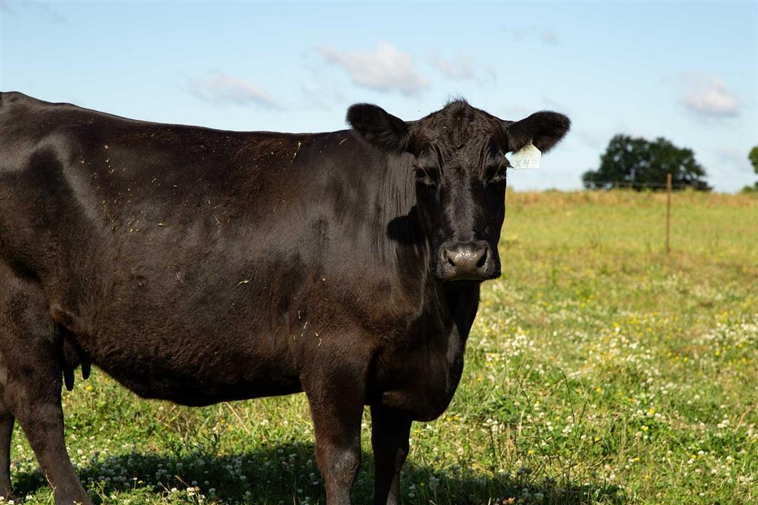 A single Angus cow standing in a green pasture underneath blue skies.