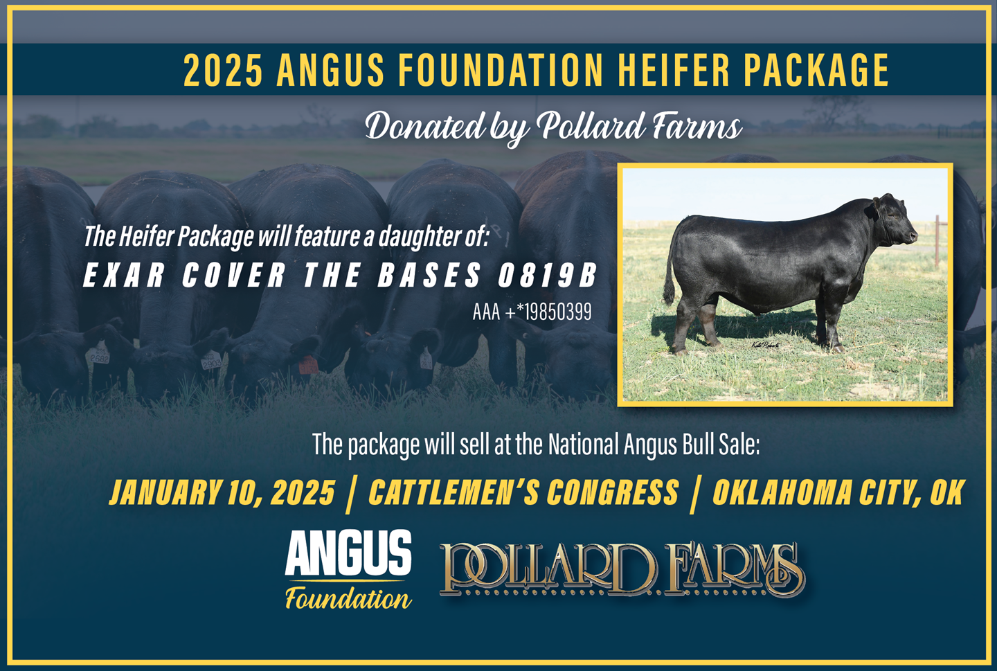 2025 Angus Foundation Heifer Package