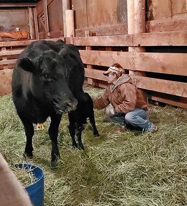 cow calf pair in barn