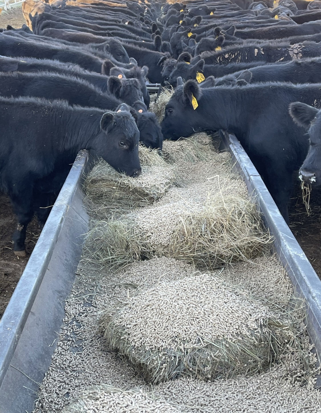 Buyers look for “fresh” or “green” cattle that are not overly fleshy.