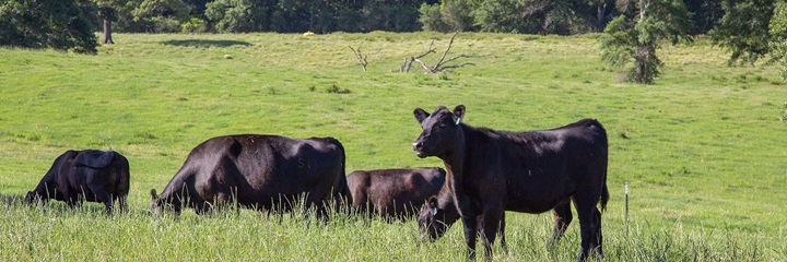 Angus cattle grazing on green pasture.