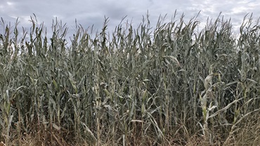Frost-damaged corn can have a moisture content of 70%-80%. It must be dried to below 20% moisture to be suitable for baling. [Photo courtesy NDSU.]