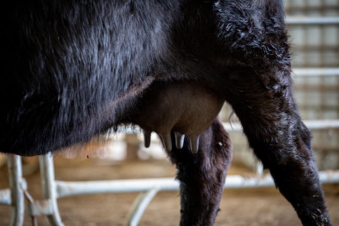 A cow's udder showcasing appropriate teat and udder scoring.