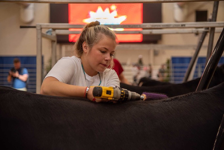A girl grooms and Angus cow