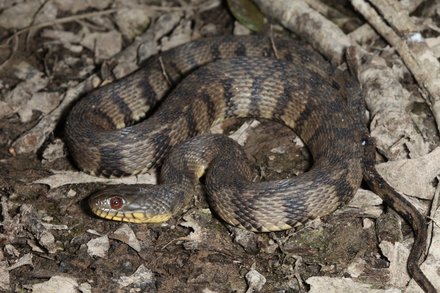 Nonvenomous-diamondback-wate-snake