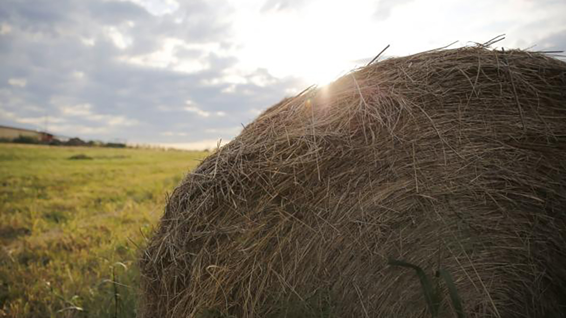 hay in a field