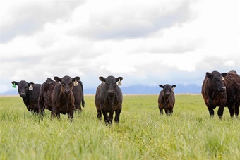 Black Angus calves on green grass.