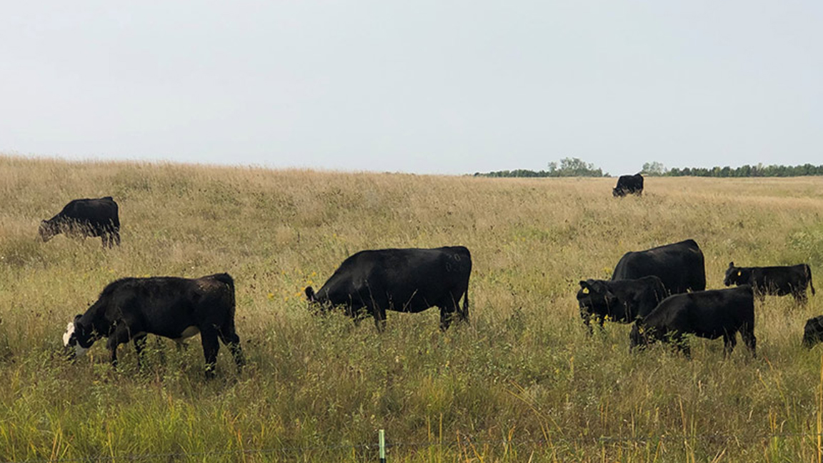 cows in pasture