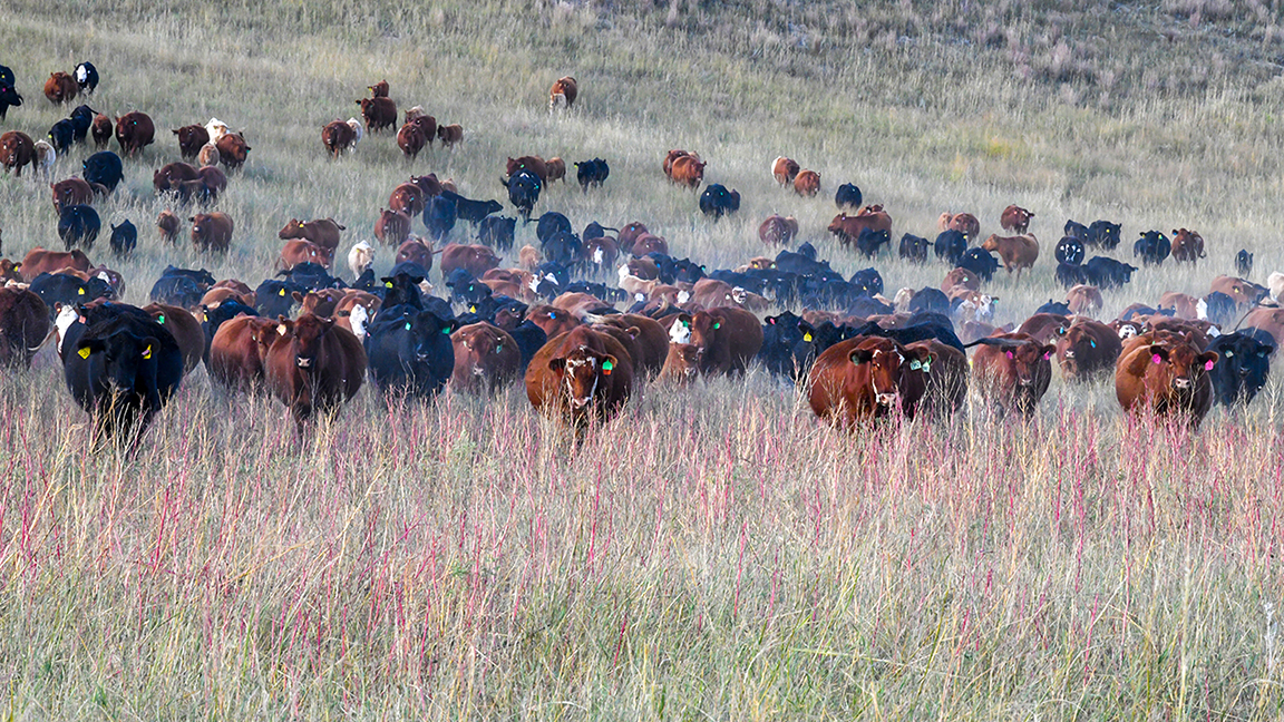 cattle in field