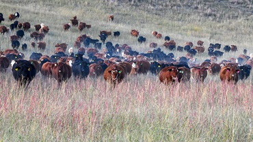 cattle in field