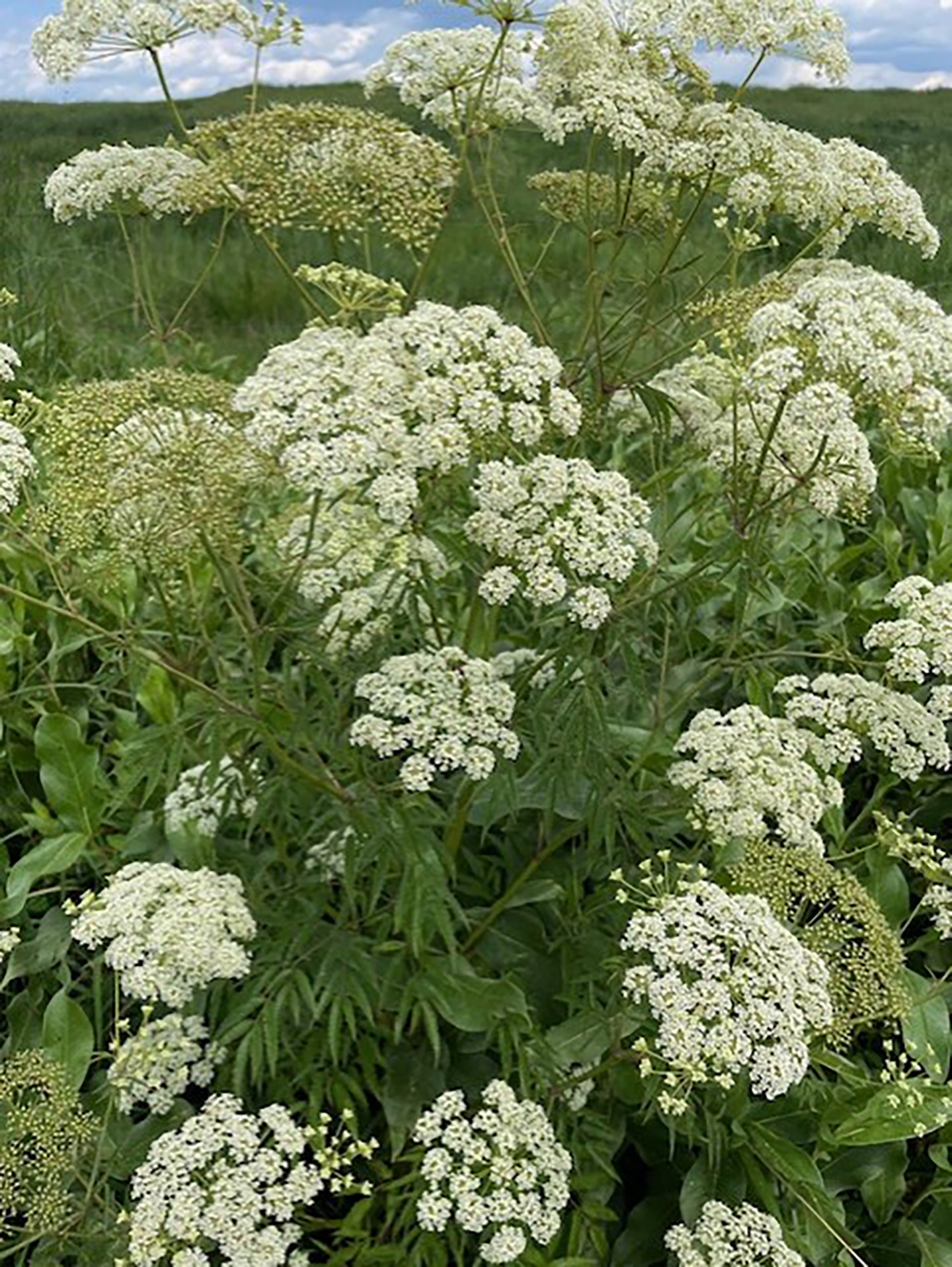 Water-hemlock-flowers