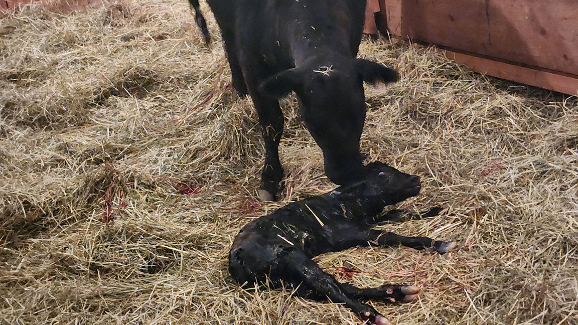 calving